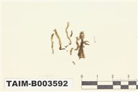 藏品(羽蘚科)的圖片